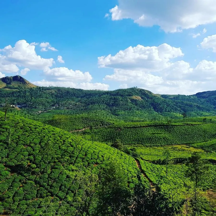 Mist Woods Vagamon Hotel Resort
